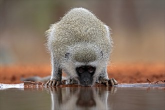 Vervet Monkey (Chlorocebus pygerythrus), adult, drinking, at the water, Kruger National Park,