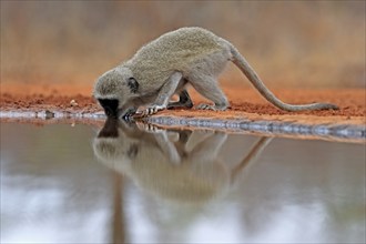 Vervet Monkey (Chlorocebus pygerythrus), adult, drinking, at the water, Kruger National Park,