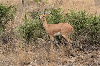 Steenbok (Raphicerus campestris), adult, male, feeding, vigilant, dwarf antelope, Kruger National