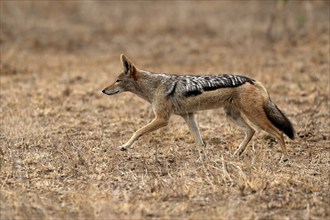 Black-backed jackal (Lupulella mesomelas), adult, alert, stalking, foraging, Kruger National Park,