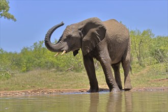 African elephant (Loxodonta africana), bull, male, at the water, Kruger National Park, Kruger