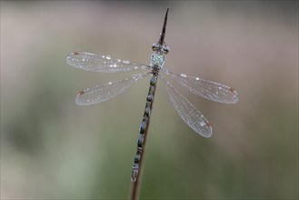 Lestes virens (Lestes virens), Emsland, Lower Saxony, Germany, Europe