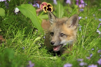 Red fox (Vulpes vulpes), young animal, meadow, flower, ten weeks old, portrait, Montana, USA, North