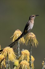 Cape Honeybird (Promerops cafer), adult, male, singing, on flower, Protea, Kirstenbosch Botanical