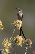 Cape Honeybird (Promerops cafer), adult, male, on flower, Protea, vigilant, Kirstenbosch Botanical