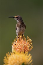 Cape Honeybird (Promerops cafer), adult, male, on flower, Protea, singing, Kirstenbosch Botanical