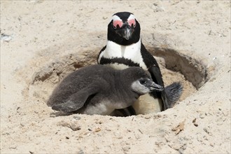 African penguin (Spheniscus demersus), adult with young, at the nest, Boulders Beach, Simonstown,