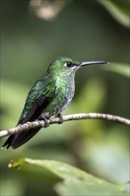 Green-crowned brilliant (Heliodoxa jacula), adult female sitting on a branch, Monteverde Cloud