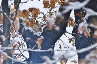 Tawny owl in winter, Germany, Europe