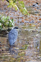 Grey heron, autumn season, Saxony, Germany, Europe