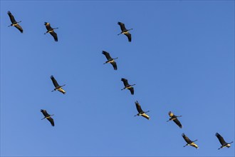 A group of cranes flying in V-formation against a blue sky, Crane (Grus grus) wildlife, Western