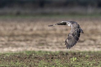 Common buzzard (Buteo buteo), flying, Emsland, Lower Saxony, Germany, Europe