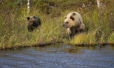 Female bear with cub (Ursus arctos), strikingly light-coloured fur, in tall grass by the water,