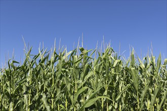 Symbolic image, renewable energies, maize plants, biogas plant, feed maize, detail, immature,