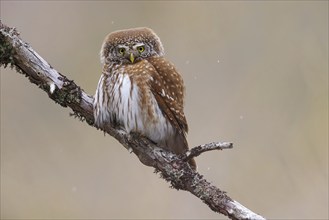 Pygmy owl (Glaucidium passerinum), Luce, Mountain area, Luce, Styria, Slovenia, Europe