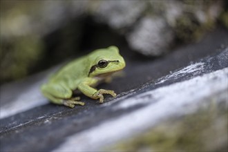 Tree frog (Hyla arborea), Lower Saxony, Germany, Europe