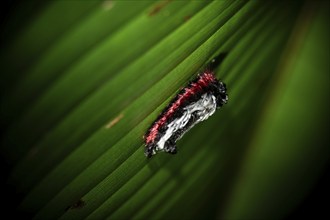 Hairy white-red caterpillar sitting on a leaf at night in the tropical rainforest, Refugio Nacional