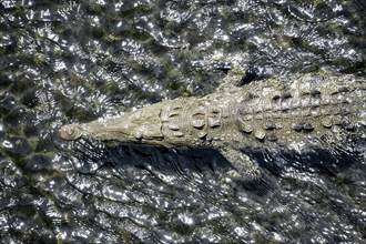 American crocodile (Crocodylus acutus) swimming in the water, from above, Rio Tarcoles, Carara