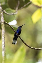 Purple hummingbird wing (Campylopterus hemileucurus), blue hummingbird sitting on a branch,