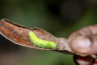 Hand holding leaf with green caterpillar, Corcovado National Park, Osa Peninsula, Puntarena