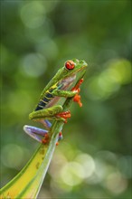 Red-eyed tree frog (Agalychnis callidryas), sitting on a leaf, Heredia province, Costa Rica,