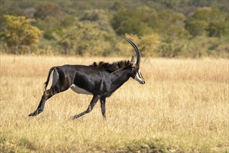 Sable Antelope (Hippotragus niger) running in the African savanna. Side view of the wild animal