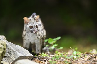 Common genet (Genetta genetta), wildlife in a forest, Montseny National Park, Catalonia, Spain,