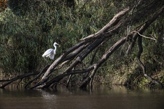 Great White Egret (Ardea alba), Emsland, Lower Saxony, Germany, Europe