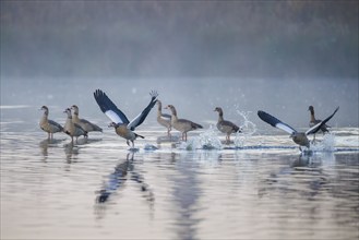 Egyptian geese (Alopochen aegyptiaca), Germany, Europe