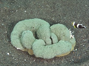 A clownfish swims next to a large, wavy Haddon's carpet anemone (Stichodactyla haddoni) on sand,