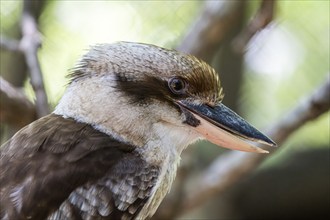 Laughing kookaburra (Dacelo novaeguineae), Aviario Nacional de Colombia, Via Baru, Province of