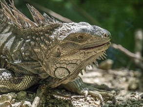 Green iguana (Iguana iguana), Aviario Nacional de Colombia, Via Baru, Province of Cartagena,