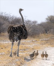 Common ostrich (Struthio camelus), adult female with young, chicks, animal family, African