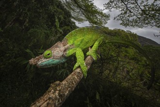 Oshaugnessi chameleon male (Calumma OPshaughnessyi) in the rainforests of Ranomafana National Park