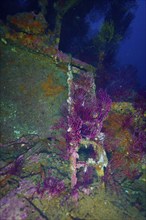 Beautiful underwater play of colours of Violescent sea-whip (Paramuricea clavata) on an old wreck,