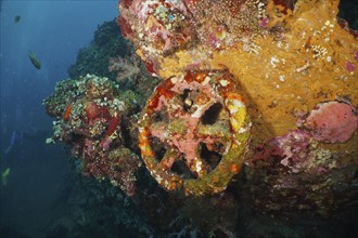 An old wheel overgrown with coral in a shipwreck, surrounded by colourful marine life, dive site