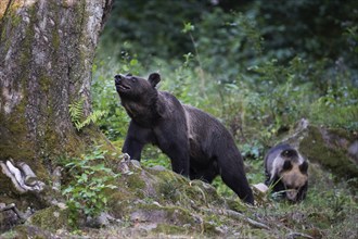 European brown bear or Eurasian brown bear (Ursus arctos arctos), female brown bear with young in