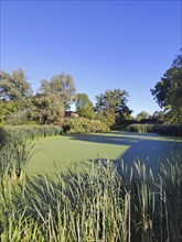 Pond, duckweed, trees, Oedeme, Lüneburg, Lower Saxony, Germany, Europe