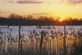 The sun sets over a calm lake with reeds in the foreground, Gartower See, Gartow, Wendland, Lower