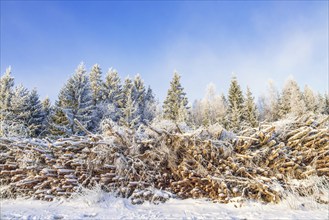 Timber pile by a snowy forest in the winter, Sweden, Europe