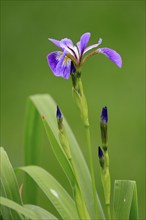 American marsh iris (Iris versicolor), flower, in bloom, at a pond, Ellerstadt, Germany, Europe