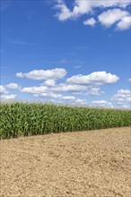 Symbolic image, renewable energies, maize plants, field, biogas plant, feed maize, immature,