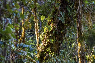 Dense vegetation in the cloud forest, mountain rainforest, Parque Nacional Los Quetzales, Costa