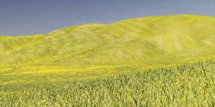 Landscape around Pienza, Val d'Orcia, Orcia Valley, UNESCO World Heritage Site, Province of Siena,