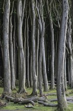 Beech forest (Fagus sylvatica), Ghost Forest Nienhagen, Mecklenburg-Western Pomerania, Germany,