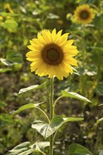 Flowering sunflowers (Helianthus annuus), sunflower field, North Rhine-Westphalia, Germany, Europe