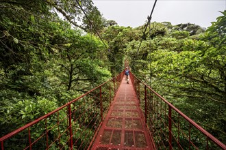 Red suspension bridge between the treetops in the rainforest, Monteverde cloud forest, Monte Verde,