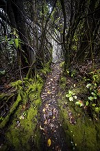 Narrow hiking trail through foggy rainforest, dense vegetation, Poás National Park, central