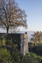 Autumn atmosphere, Hohentwiel fortress ruins, town of Singen, district of Constance,