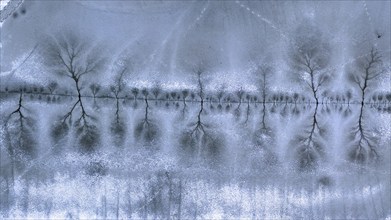 Aerial view, lake landscape, reed bed, flooded area, biotope, habitat, Elbe floodplain, floodplain